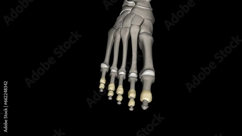 The interphalangeal joints of the foot are between the phalanx bones of the toes in the feet . photo