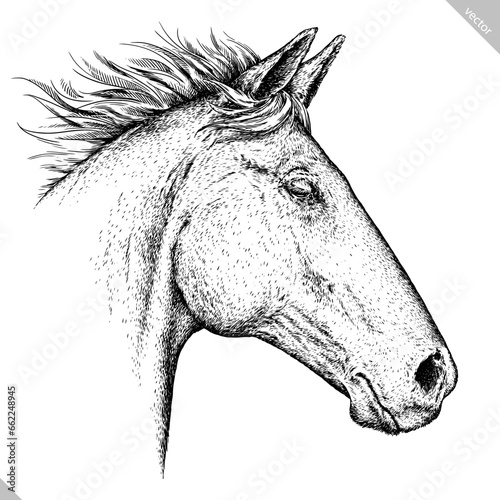 Vintage engraving isolated horse set illustration ink sketch. Wild equine background nag mustang animal silhouette art. Black and white hand drawn vector image