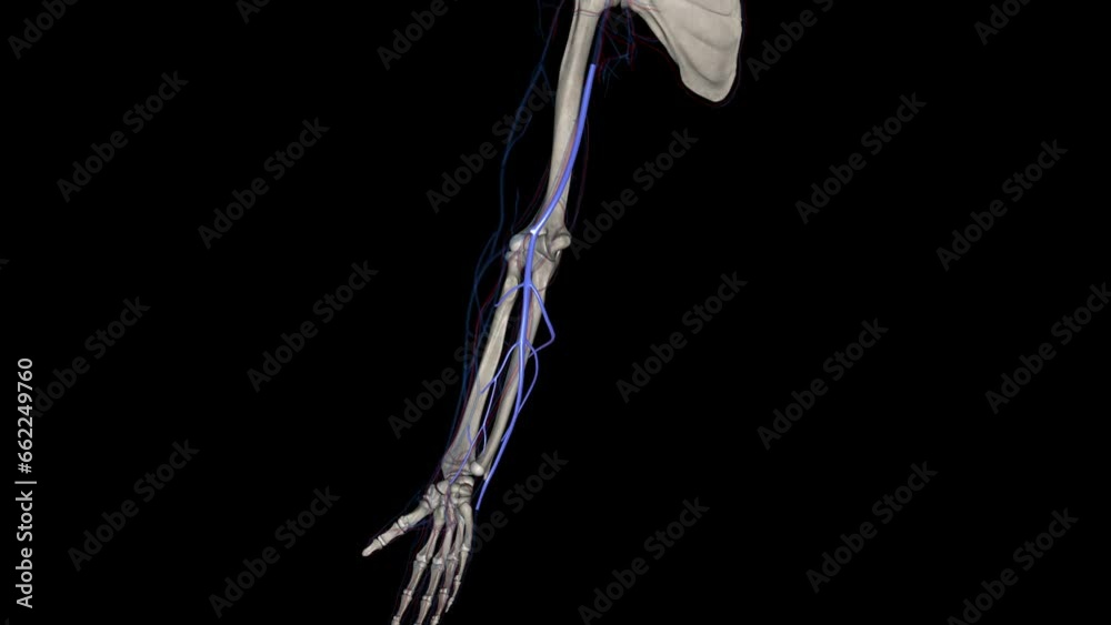 Vidéo Stock The basilic vein is a large superficial vein of the upper limb that helps drain