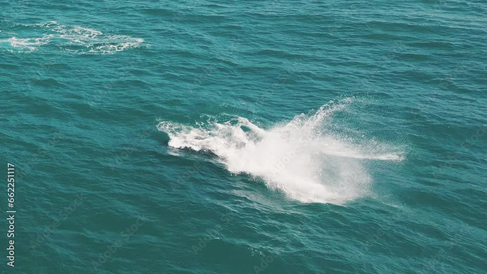 The southern right whales breach, Eubalaena australis. Mother and calf of the Right Whales swim near Brazilian shore near the town of Imbituba. the calf breaches and falls with splash The southern right whales breach, Eubalaena australis. Mother and calf of the Right Whales swim near Brazilian shore near the town of Imbituba. the calf breaches and falls with splash