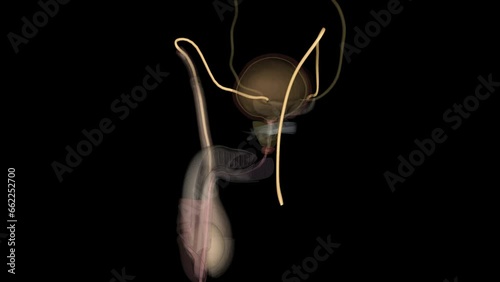 ductus deferens, also called vas deferens, thick-walled tube in the male reproductive system that transports sperm cells from the epididymis photo