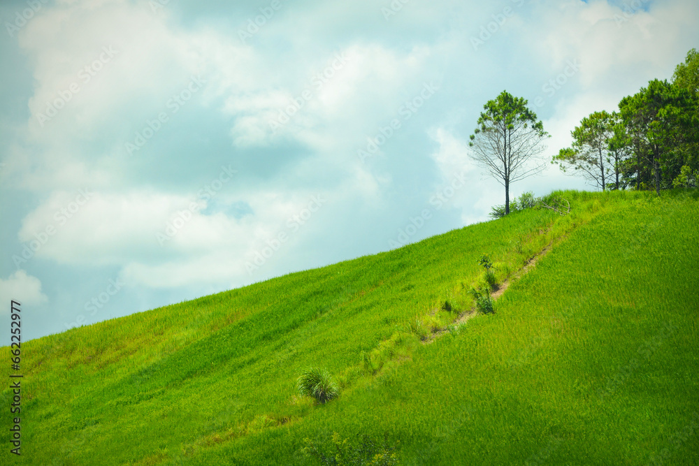 Obraz premium green mountains with the trees on the mountain top and the clear sky.