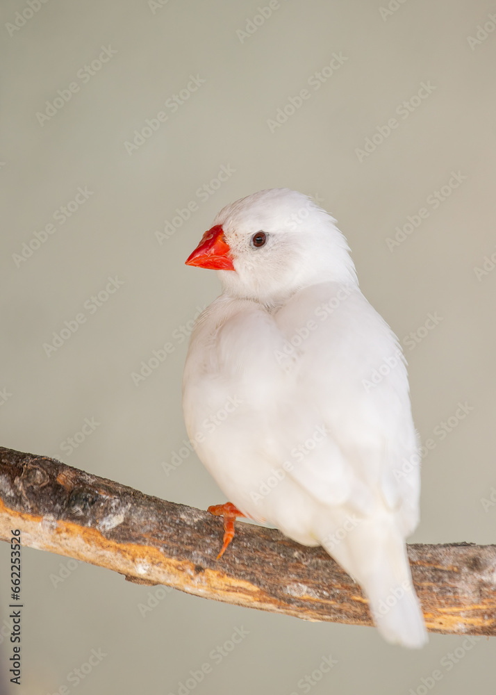 Obraz premium Zebra Finch (Taeniopygia guttata) spotted outside