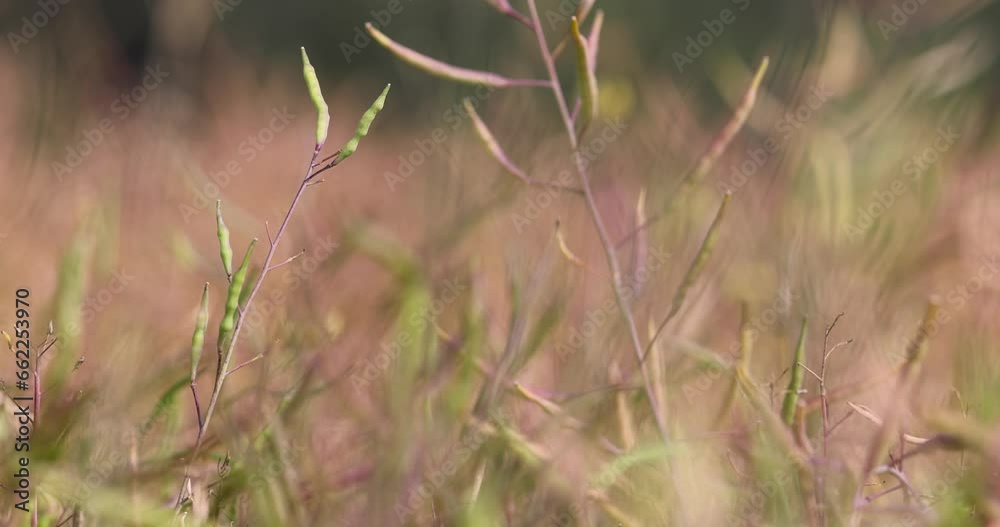 rapeseed pods during ripening on a sunny day, a field where only the rapeseed crop grows before harvest rapeseed pods during ripening on a sunny day, a field where only the rapeseed crop grows before harvest