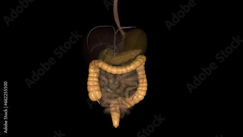 The large intestine is responsible for processing indigestible food material (chyme) after most nutrients are absorbed in the small intestine photo