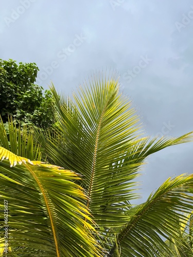 Leave of palm trees lit by the sunlight with grey cloudy sky in the background