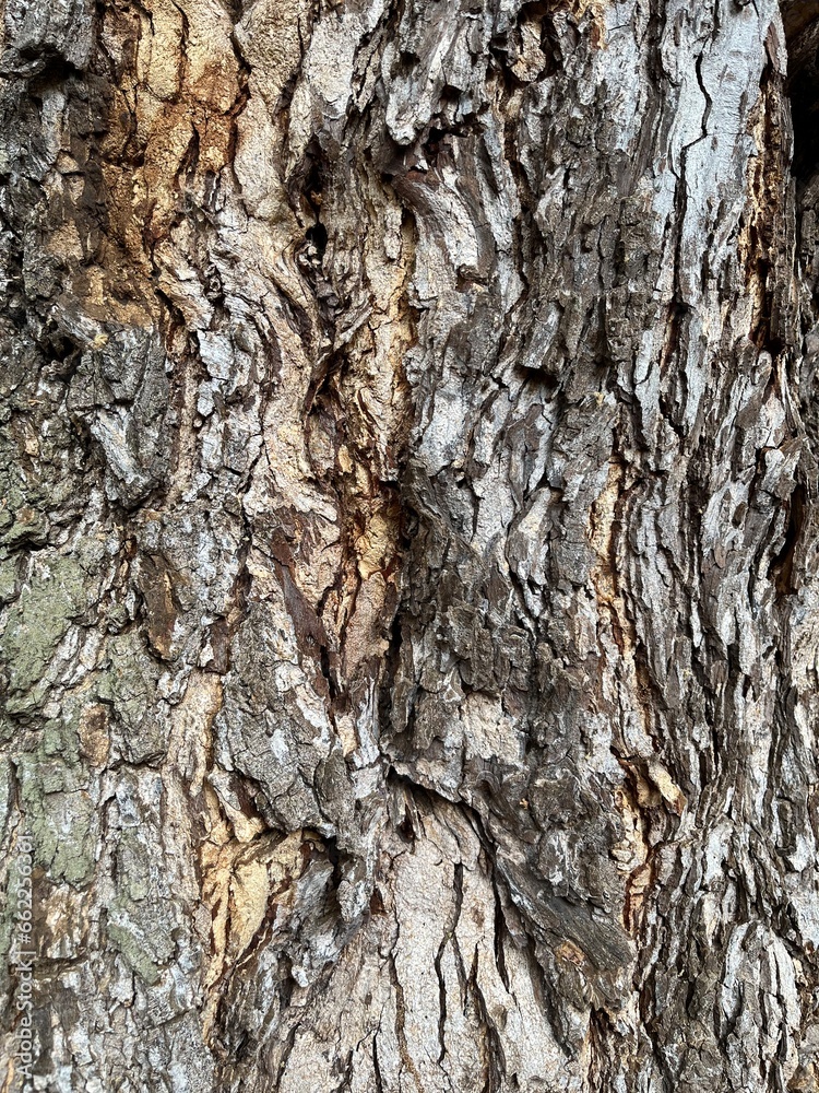 Closeup of exotic tree bark in Mauritius Closeup of exotic tree bark in Mauritius
