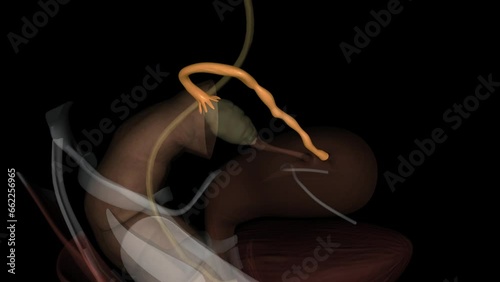 The uterine tubes, also known as oviducts or fallopian tubes, are the female structures that transport the ova from the ovary to the uterus photo