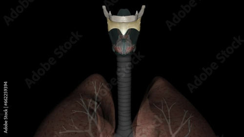 thyrohyoid membrane connects the thyroid cartilage to the hyoid bone and facilitates the superior movement of the larynx during . photo