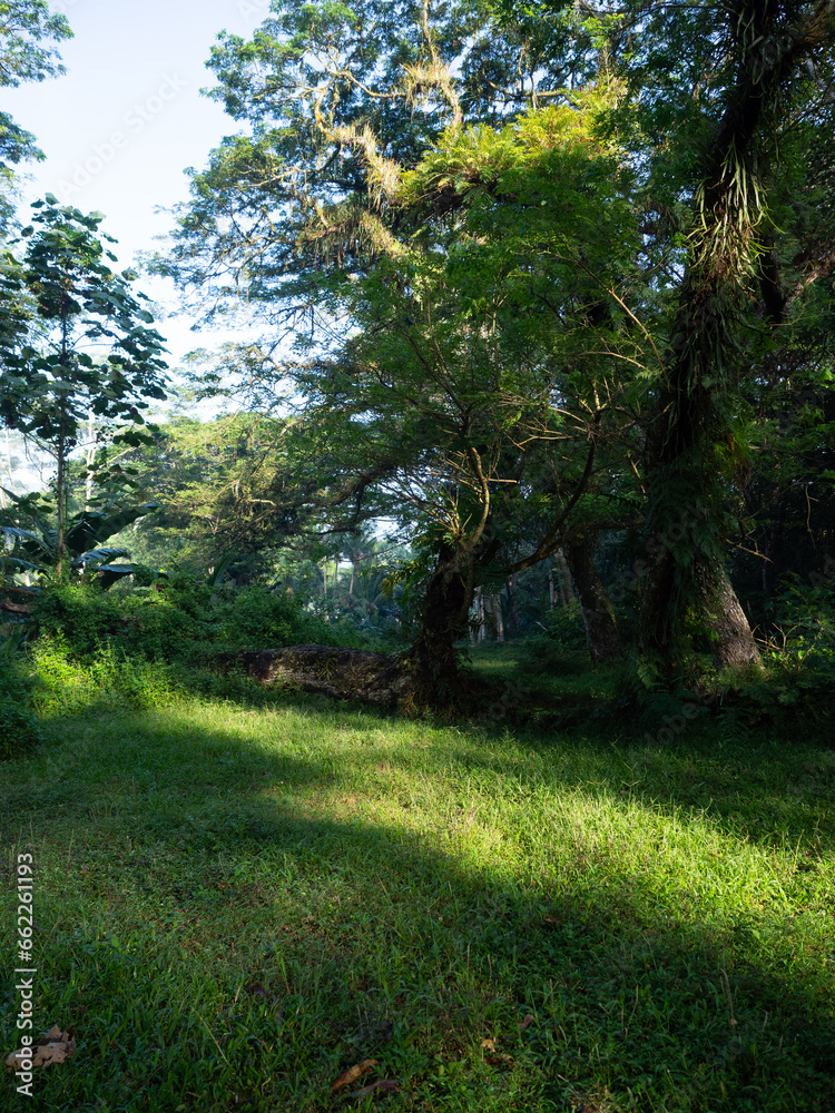 Fototapeta premium deep forest, the forest with green grass and big trees standing strong, looks beautiful with the sunshine in spring.