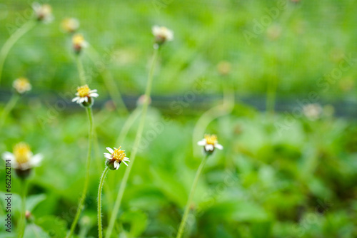 beautiful yellow and white flowers with green grass in the background