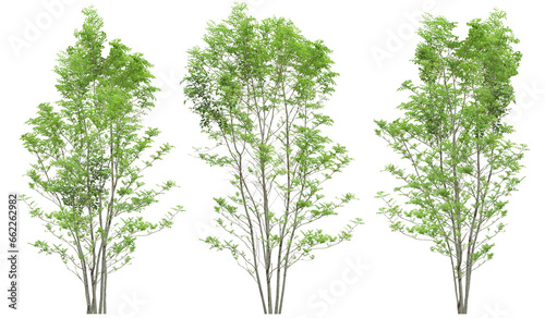 Collections tropics green trees shapes set cutout transparent backgrounds png © Albert Galerie