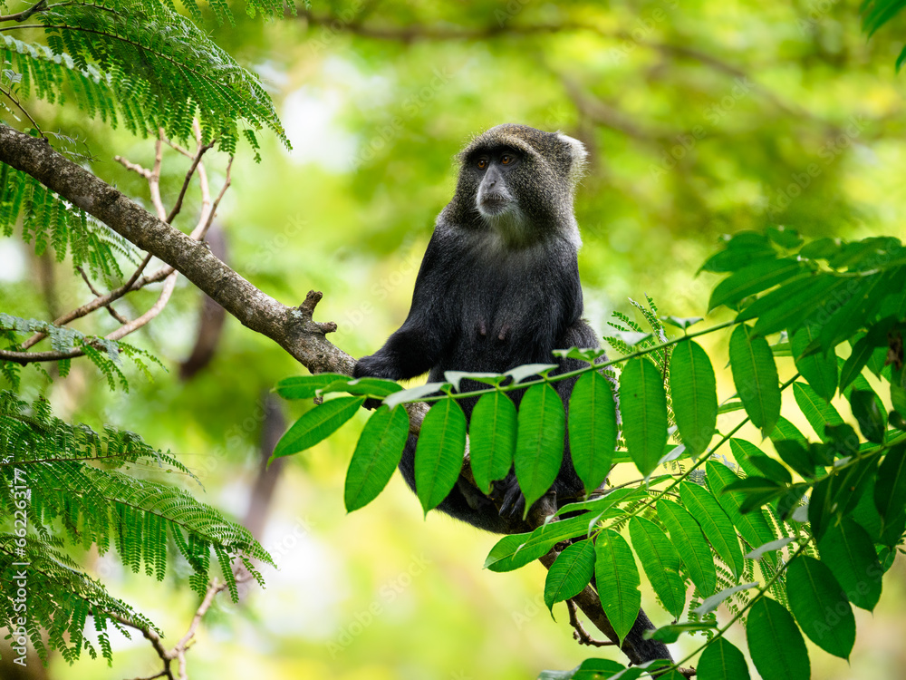Obraz premium Blue Monkey sitting on a branch amongst foliage in the Arusha National Park in Tanzania