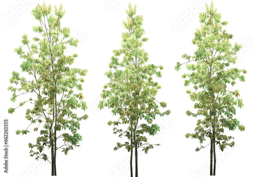 Cutout jungle green trees on transparent backgrounds png