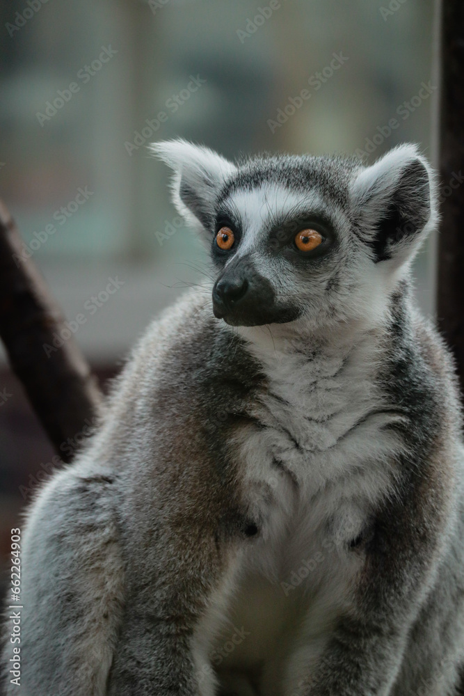 Portrait of a sitting lemur Portrait of a sitting lemur