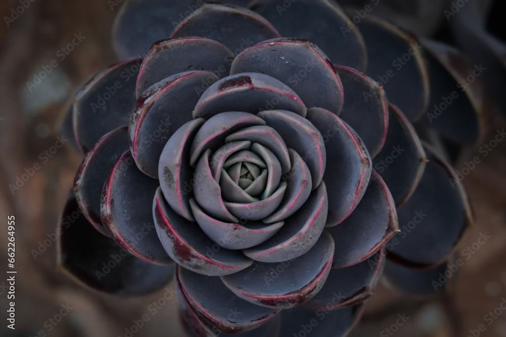 Pink and purple botanical succulent Pink and purple botanical succulent