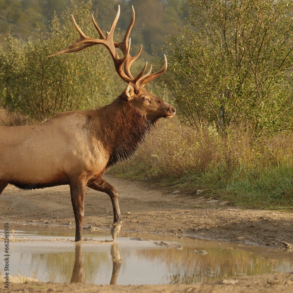 Fototapeta premium Rocky Mountain Elk Bull Crossing Water Clearfield County PA