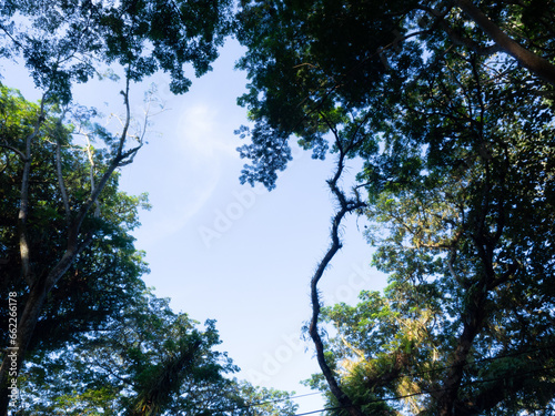 sky tree  expanse of tree branches and leaves soaring into the sky  with a bright sky background in the morning