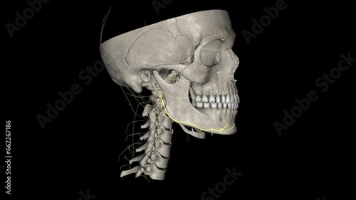 The marginal mandibular branch of the facial nerve arises from the facial nerve (CN VII) in the parotid gland at the parotid plexus. photo