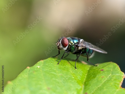 fly macro photography © AIM DESIGN STUDIO
