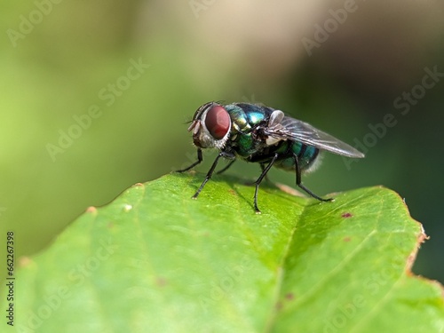 fly macro photography