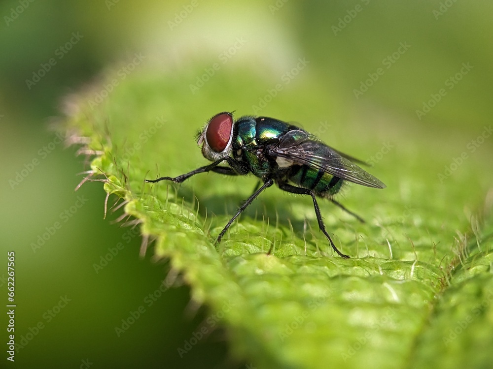 fly macro photography