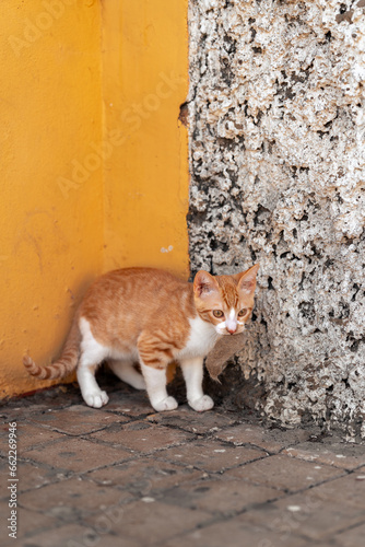 brown and white kitten playing with a yellow background. vertical composition