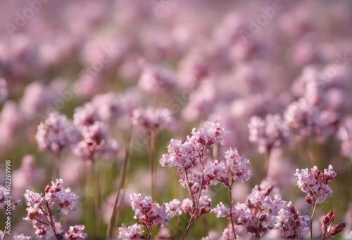 beautiful pink flowers in the garden beautiful pink flowers in the garden closeup of pink flowers at daytime