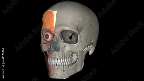 The occipitofrontalis muscle (epicranius muscle) is a muscle which covers parts of the skull. photo