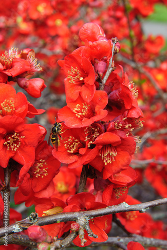 Red Rosaceae blossom in the garden © Sunday