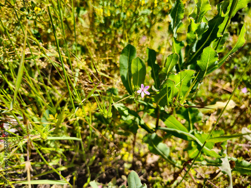 A pinkish purple wild flower in Sivas, Turkey. Most likely common stork's-bill (Erodium Cicutarium).