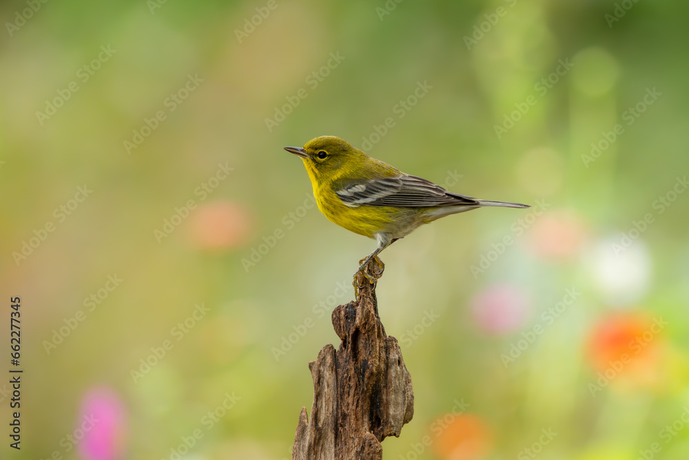 Pine warbler 