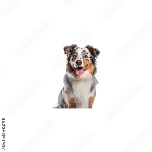 Australian Shepherd dog breed no background