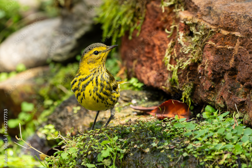 Obraz premium Cape May Warbler 