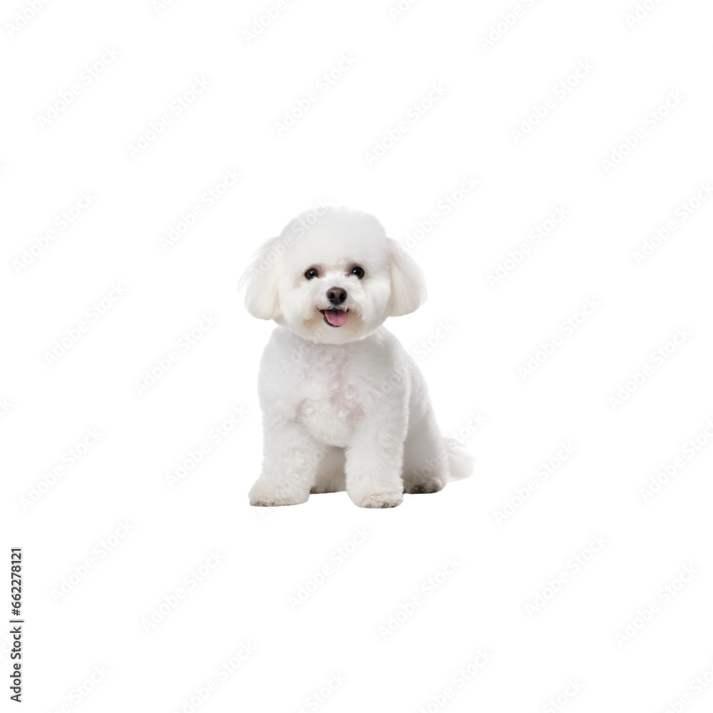 Obraz premium Bichon Frise dog breed no background