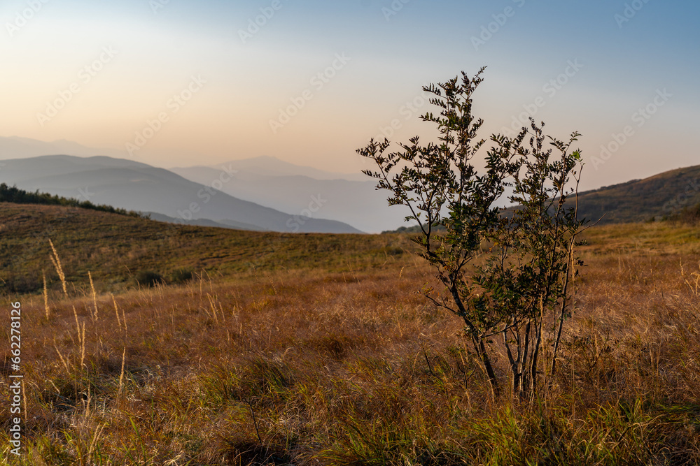 sunrise in the mountains, tree and mountains, hills sunrise in the mountains, tree and mountains, hills
