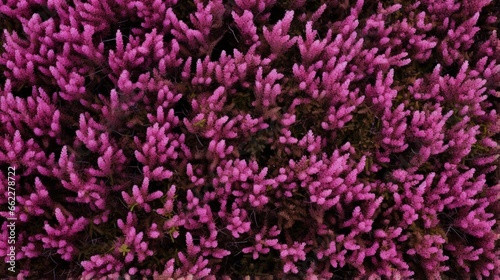Top-down view of a patch of ground-covering heather shrubs.
