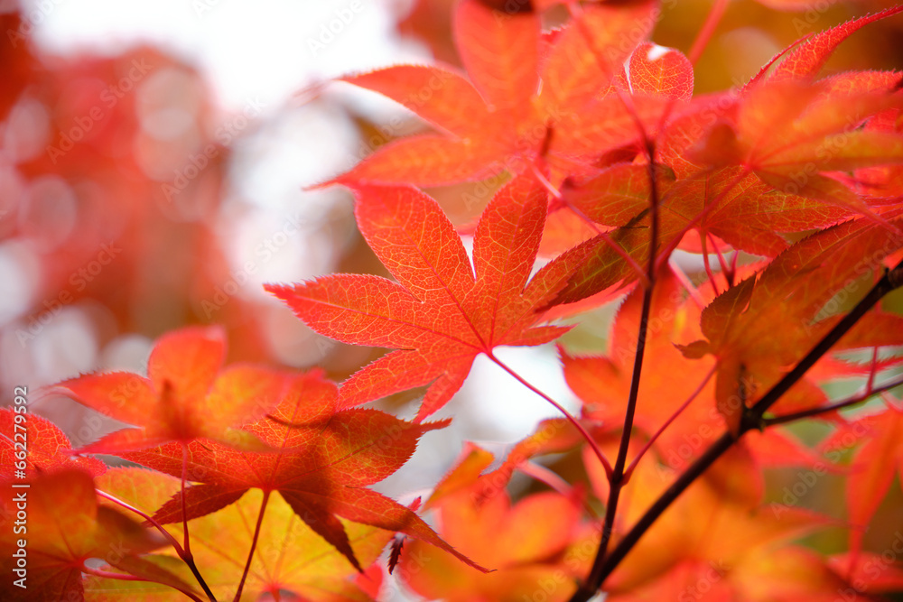 真っ赤に染まる綺麗な楓の葉