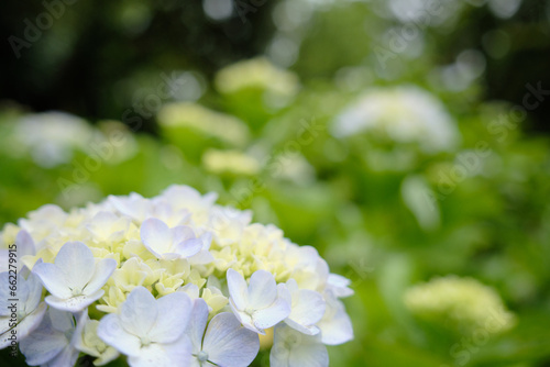 白色のかわいい紫陽花の花