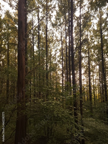 메타세콰이어숲의 촘촘한 수직의 나무기둥들의 배경화