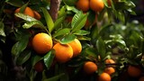  a tree filled with lots of oranges on top of it.  generative ai