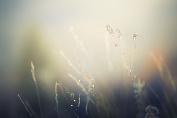 Dry autumn grass in a forest at sunset. Macro image. Abstract autumn nature background