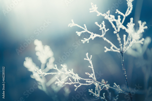 Frost-covered plants in winter forest. Abstract winter nature background © smallredgirl