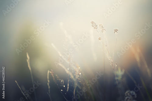 Dry autumn grass in a forest at sunset. Macro image. Abstract autumn nature background #662285562