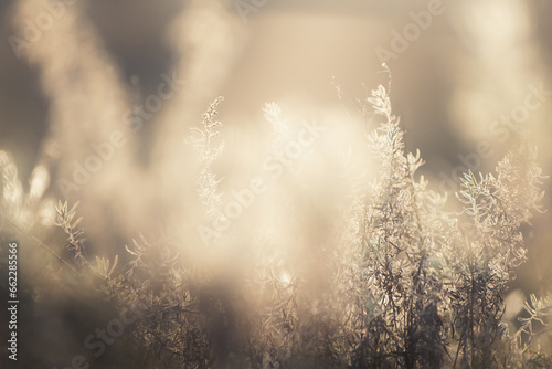 Yellow autumn grass in a forest at sunrise. Abstract autumn nature background