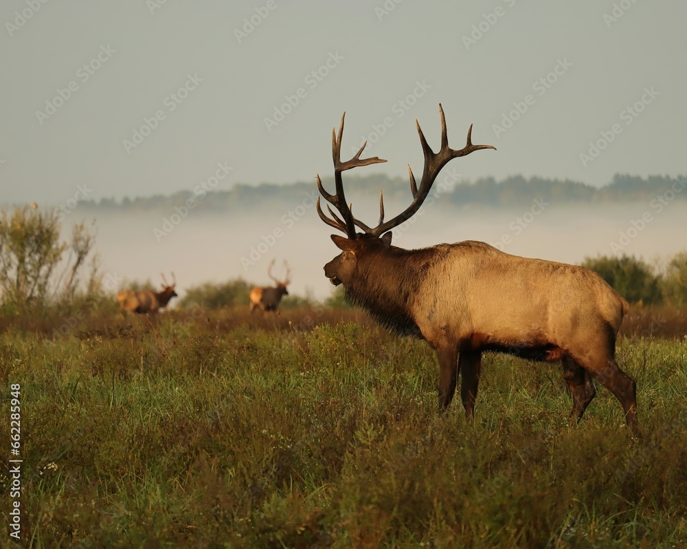 Rocky Mountain Elk Bull Rut Keeping an Eye on Competition Rocky Mountain Elk Bull Rut Keeping an Eye on Competition