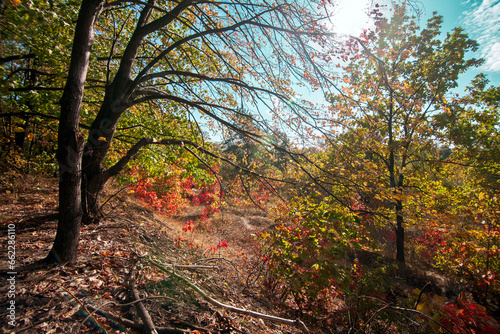 Landscape of autumn forest with yellow, orange and red leaves in the sunlight and a path with dry grass in the distance 
