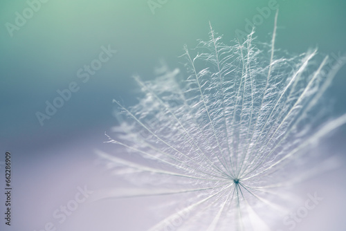 White dandelion in a forest at sunset. Abstract summer nature background