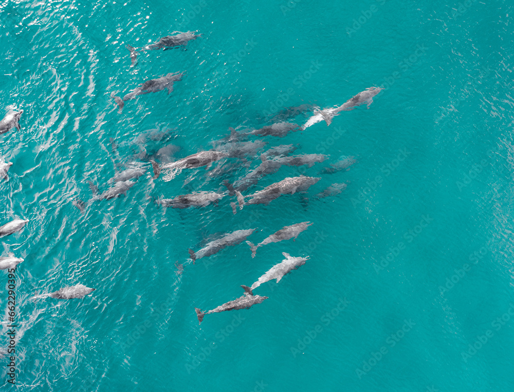 Landscape view of a pod of dolphins swimming trough the ocean
