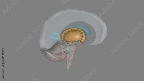 The forebrain structures include the caudate nucleus, the putamen, the nucleus accumbens (or ventral striatum) and the globus pallidus photo